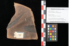 Foto (Objekt + Etikett) von Quercus palaeoilex Ettingshausen (NHMW-GEO-2024-0188-0927)